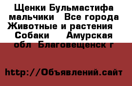 Щенки Бульмастифа мальчики - Все города Животные и растения » Собаки   . Амурская обл.,Благовещенск г.